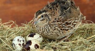 Cara Memilih Pakan Burung Puyuh Agar Cepat Bertelur