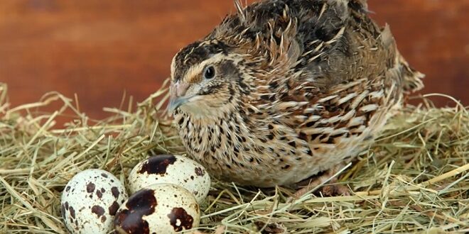 Cara Memilih Pakan Burung Puyuh Agar Cepat Bertelur